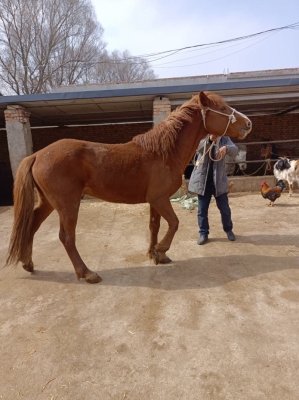 赤峰騾馬市場(chǎng)在哪里啊電話號(hào)碼-第1張圖片