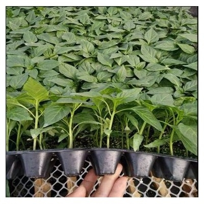 赤峰紅干椒收購廠家電話號碼-第1張圖片