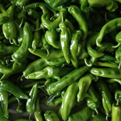 赤峰尖椒收購商有哪些電話號碼-第1張圖片