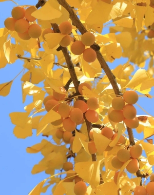 赤峰市秋果旅店地址電話號碼-第1張圖片