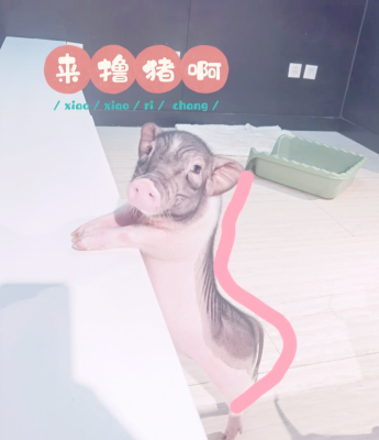 赤峰荊棘萌寵樂園電話多少號-第1張圖片