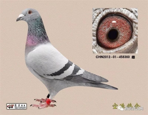 赤峰賽鴿出售信息網(wǎng)電話號碼-第1張圖片