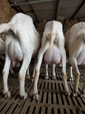 赤峰溫氏養(yǎng)殖場地址電話號碼-第1張圖片