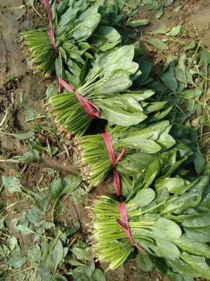 赤峰市大棚菠菜批發(fā)電話號(hào)碼-第1張圖片