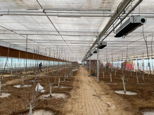 赤峰鈣果采摘園電話多少號-第1張圖片