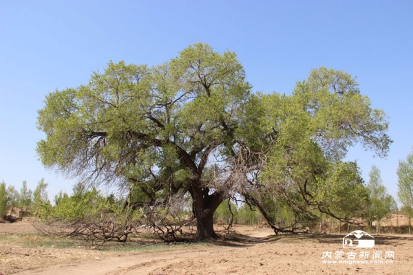 赤峰市馬蹄營子機(jī)場電話號碼-第1張圖片