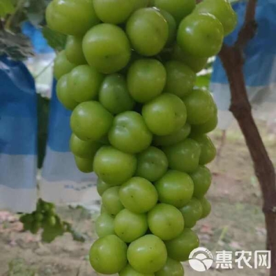 赤峰冷棚羊圈廠家電話地址查詢-第1張圖片