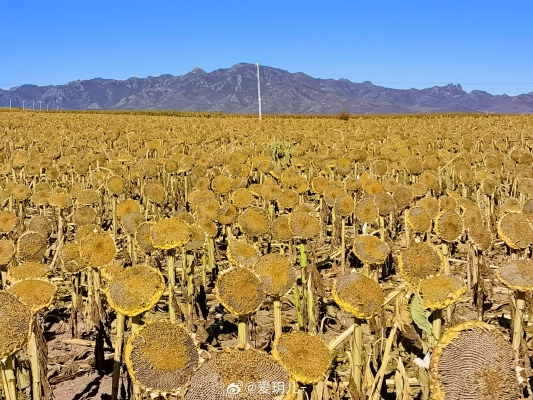 赤峰左茶右酒店電話號碼查詢-第1張圖片