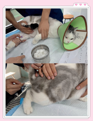 赤峰愛寵醫(yī)院電話多少號碼-第1張圖片