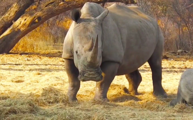 赤峰大犀牛衛(wèi)生院電話號碼是多少-第1張圖片