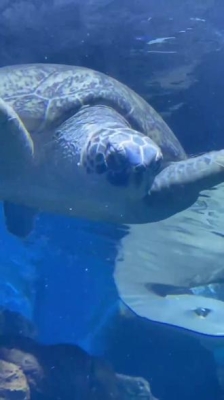 赤峰海洋館具體地址電話號(hào)碼-第1張圖片