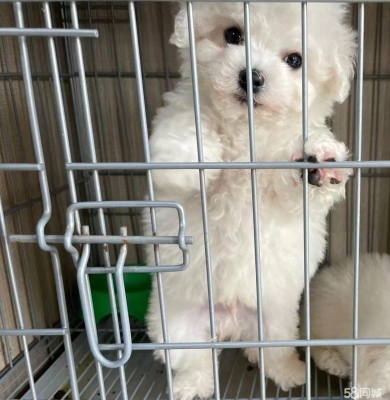 赤峰回收比熊電話地址在哪里-第1張圖片