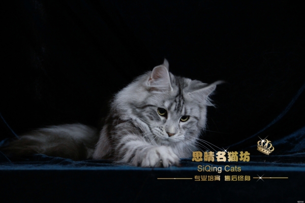 赤峰同城撿貓電話多少號(hào)啊-第1張圖片