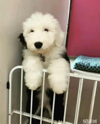 赤峰拉普拉多售后電話地址查詢-第1張圖片