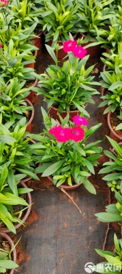 赤峰小盆歐石竹基地電話地址-第1張圖片