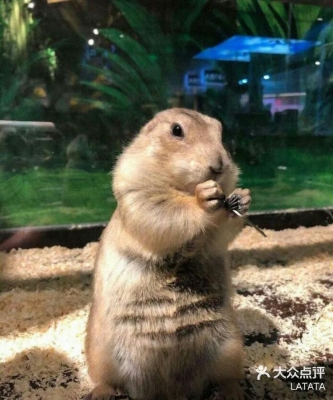 赤峰市萌寵之家地址電話號碼-第1張圖片