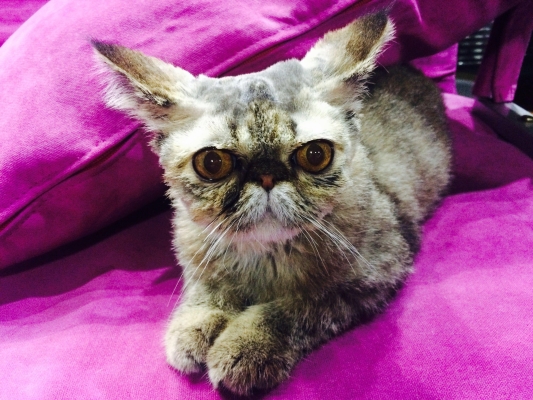 赤峰貓咪剃毛店電話多少號(hào)-第1張圖片