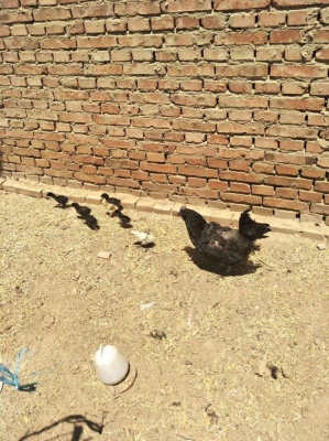 赤峰哪里有修柴暖的電話號(hào)碼-第1張圖片