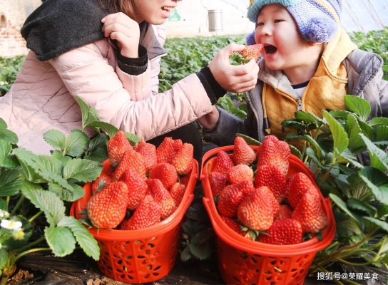 赤峰市摘草莓電話多少號-第1張圖片