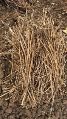 赤峰中藥學(xué)專業(yè)咨詢電話號碼-第1張圖片