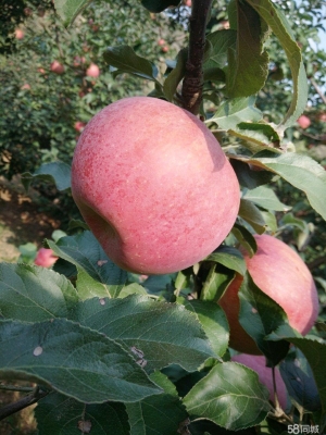 赤峰富樂托管電話號碼多少號-第1張圖片