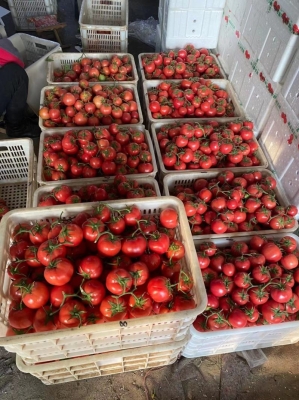 赤峰收柿子客商店電話號碼是多少-第1張圖片