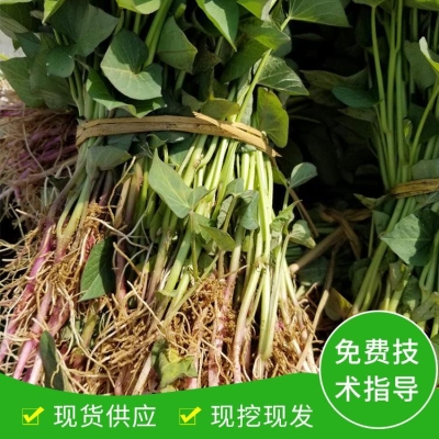 赤峰辣皮子批發(fā)電話多少號-第1張圖片