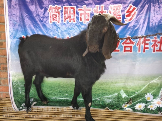 赤峰羊養(yǎng)殖廠電話號碼查詢-第1張圖片