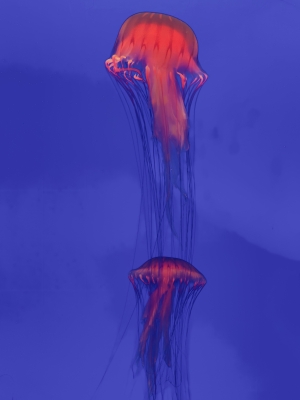 赤峰哪有水族館啊電話地址-第1張圖片