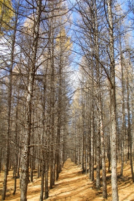 赤峰清樹農(nóng)機(jī)公司電話多少號-第1張圖片