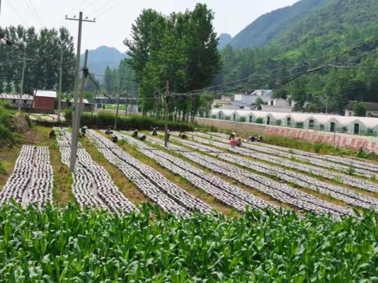 赤峰秋麻菜采摘基地電話號(hào)碼-第1張圖片