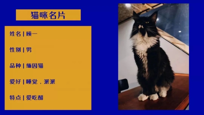 赤峰寵物貓咪出售電話號(hào)碼是多少-第1張圖片