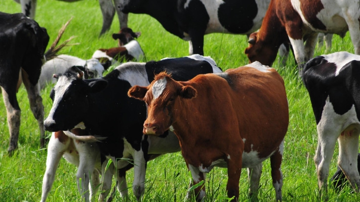 赤峰天峰羽毛球館電話號(hào)碼-第1張圖片