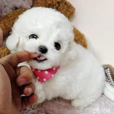 赤峰寵物比熊市場電話多少號-第1張圖片