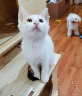 赤峰貓咪送養(yǎng)中心電話是多少號-第1張圖片