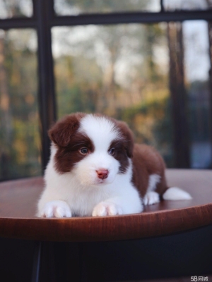 赤峰宏偉犬舍電話號碼查詢是多少-第1張圖片