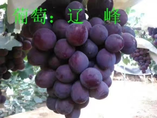 赤峰市葡萄苗基地電話(huà)號(hào)碼-第1張圖片