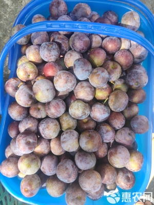 赤峰市珍珠果基地電話號碼-第1張圖片