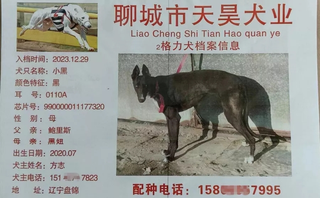 赤峰狗狗代買店電話多少號(hào)-第1張圖片