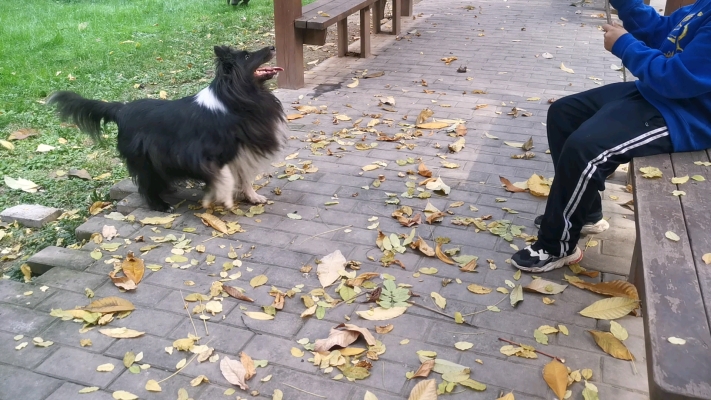 赤峰幫忙遛狗電話號(hào)碼是多少號(hào)-第1張圖片