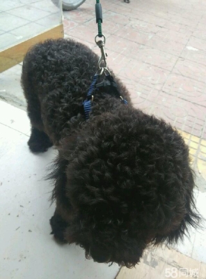 赤峰泰迪寵物出售電話號碼查詢-第1張圖片