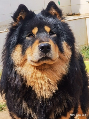 赤峰松獅狗狗售賣電話號(hào)碼是多少-第1張圖片