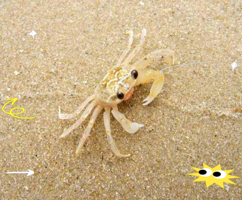 赤峰賣寄居蟹的地方電話號碼-第1張圖片