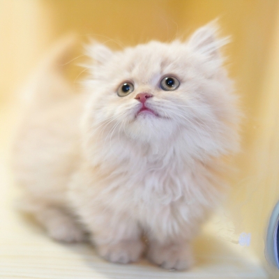 赤峰紅山區(qū)貓舍電話地址查詢-第1張圖片