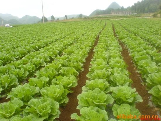 赤峰市收白菜電話號碼是多少-第1張圖片