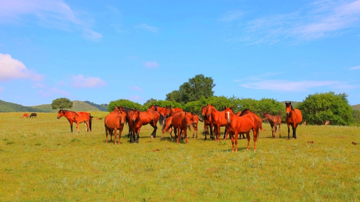 赤峰市紅馬影視公司電話號碼-第1張圖片