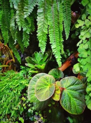 赤峰雨林造景公司電話號碼查詢-第1張圖片