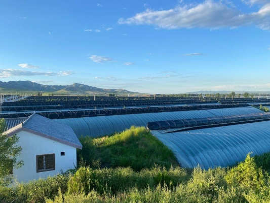 赤峰85號采摘園團購電話號碼-第1張圖片