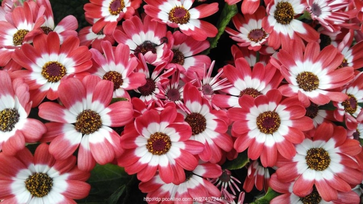 赤峰天虹花卉市場(chǎng)幾點(diǎn)關(guān)門(mén)-第1張圖片