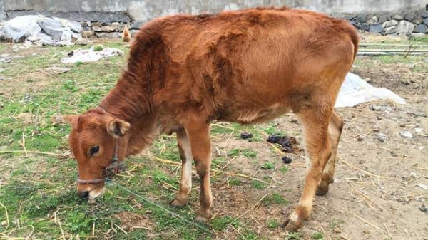 赤峰屠宰場活牛收購電話號碼-第1張圖片